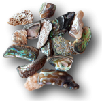 Paua Muschel (Abalone) -  Lachen und Frohsinn