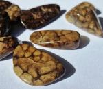 Stromatolith Kalifornien TS - Extra fein verkieselt